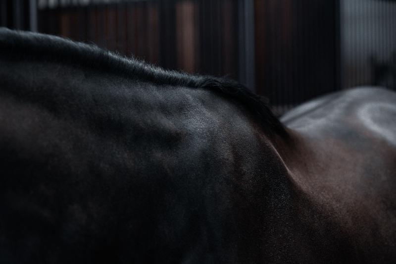 Foto FASHION   Equiline